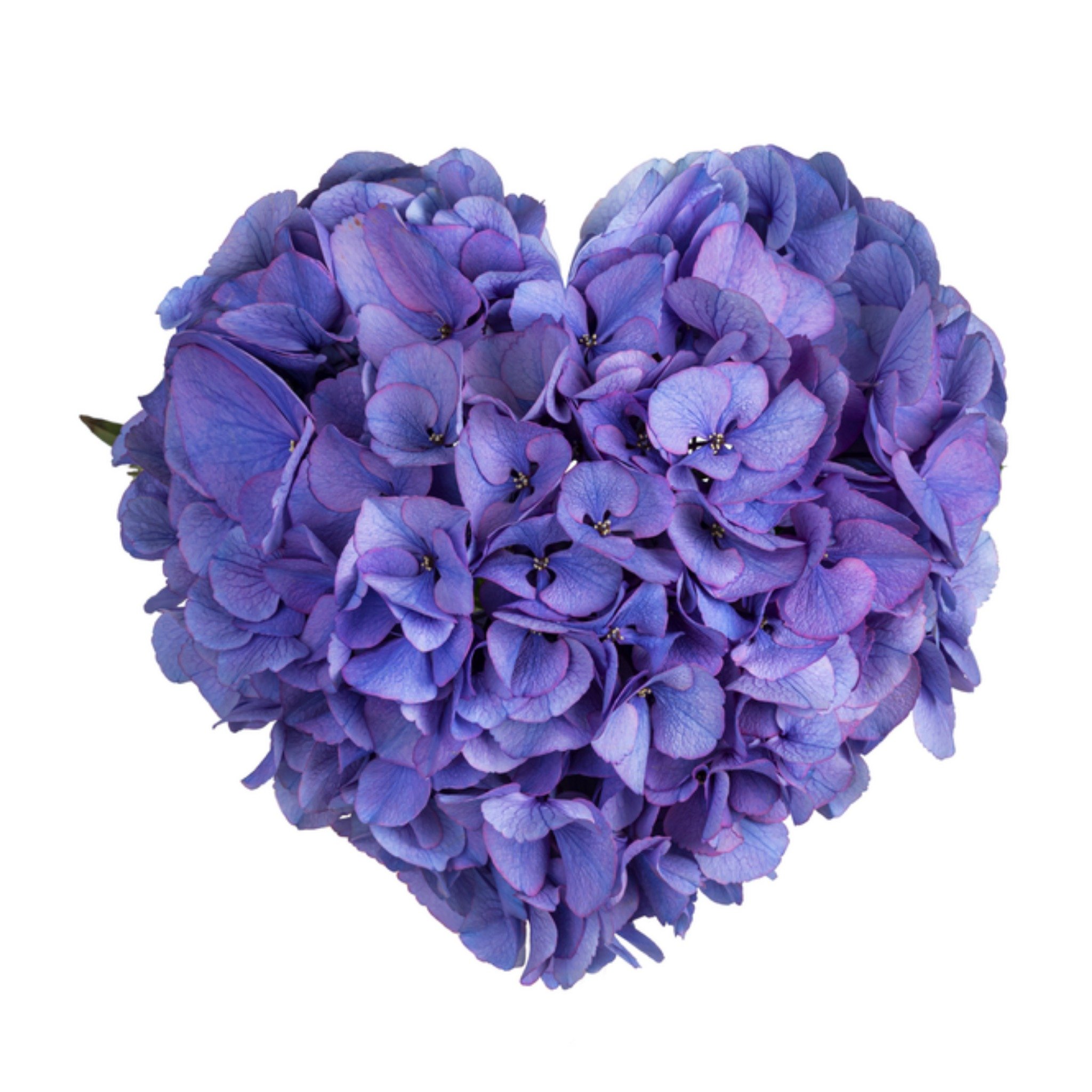 Condoleancekaart bloemen Vierkante Kaart Catchy Images