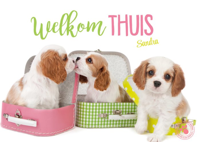 Studio Pets | Vakantiekaart | welkom thuis | hond