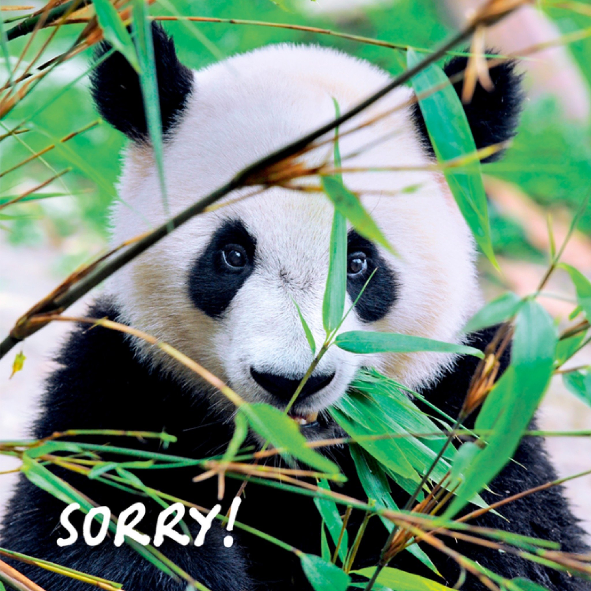 Sorry kaart Oom Vierkante Kaart TMS