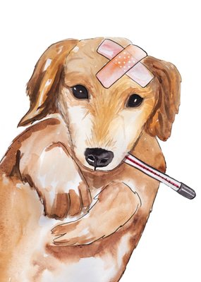 Marie Bodie | Beterschapskaart | Schattige hondje