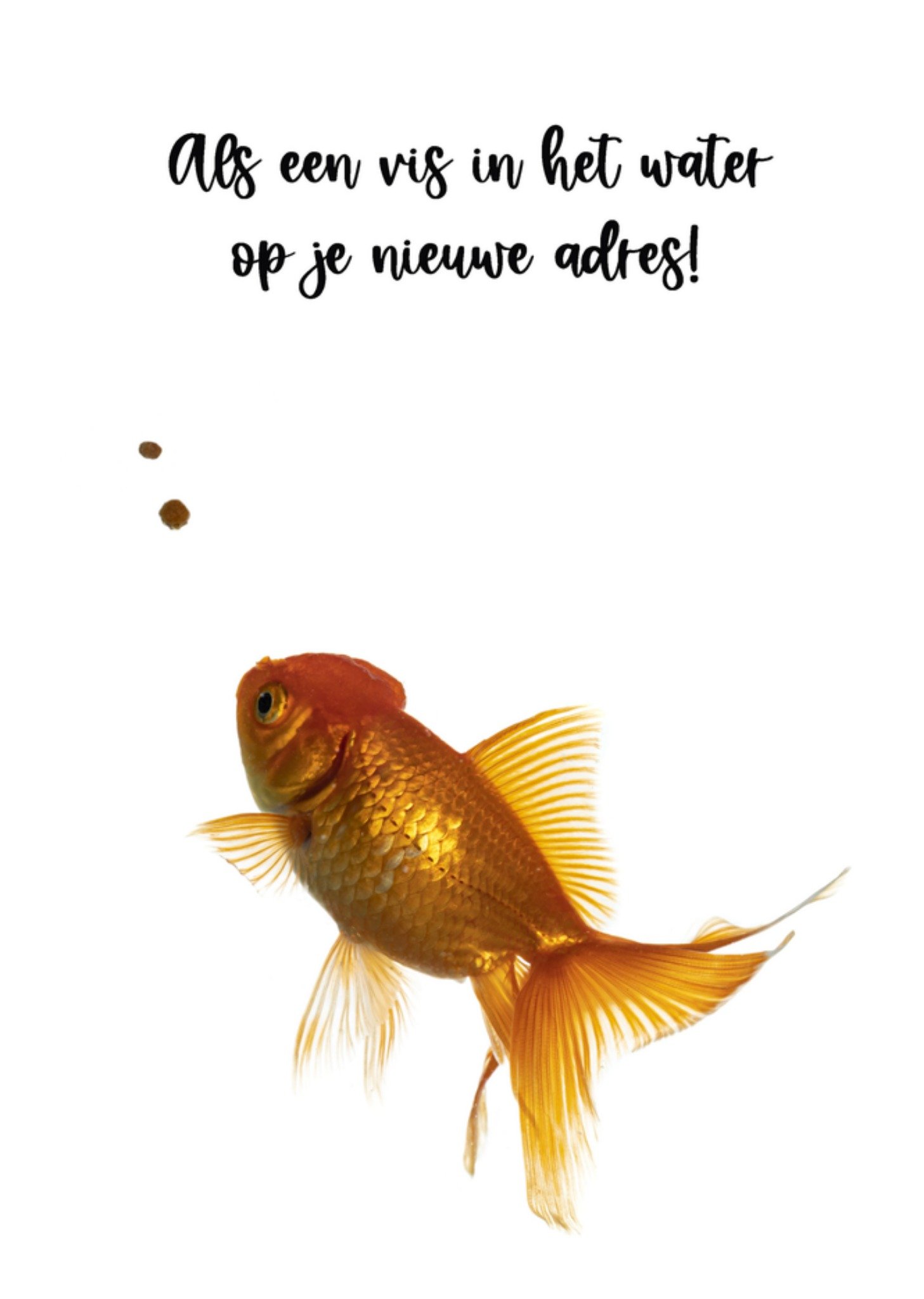 Nieuwe woning goudvis Catchy Images