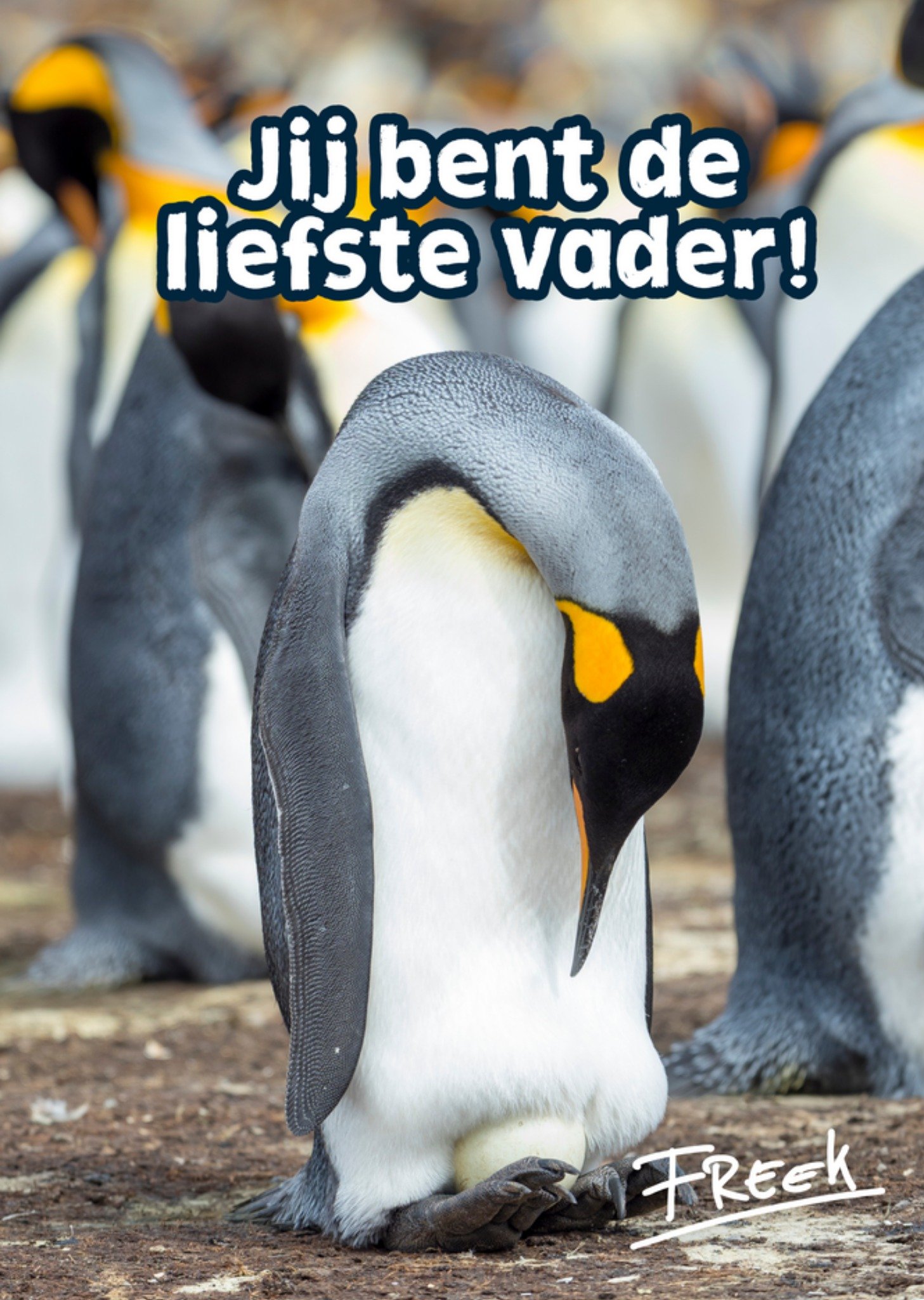 Freek Vonk - Vaderdagkaart - Pinguins