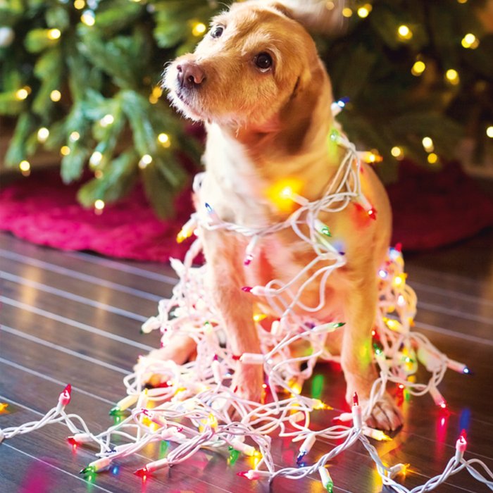 Kerstkaart | TMS | Hond