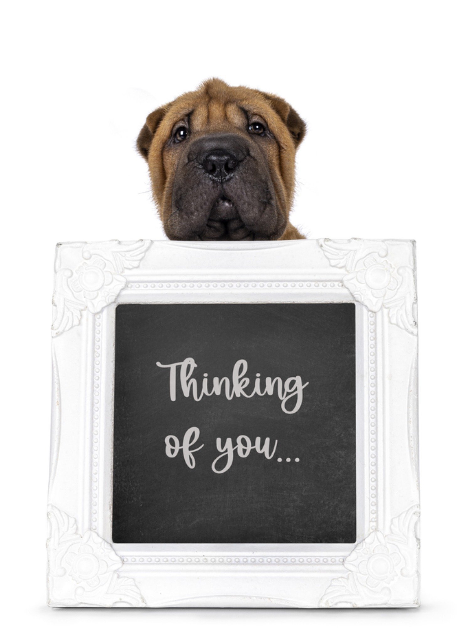 Denken aan kaart hondje Catchy Images