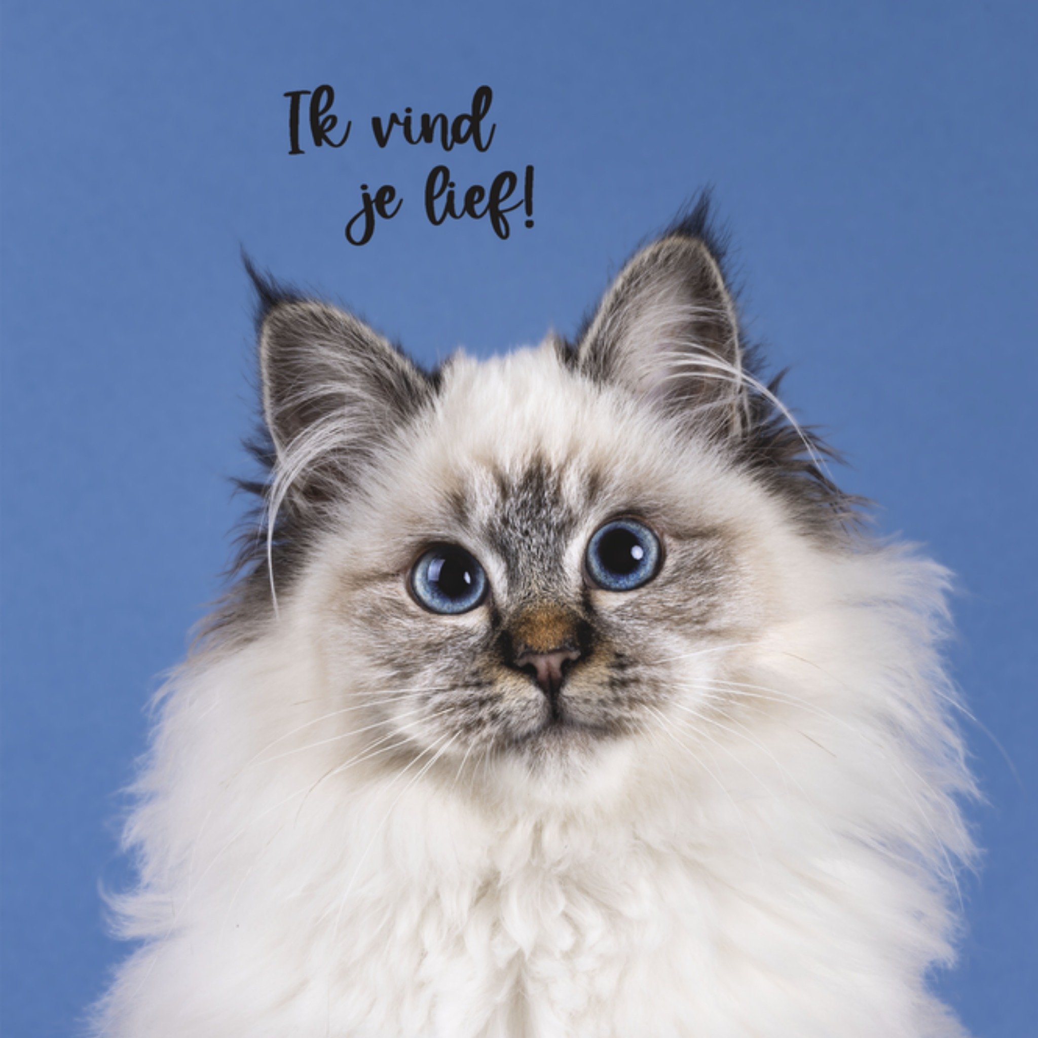 Zomaar kaart Kat Vierkante Kaart Catchy Images