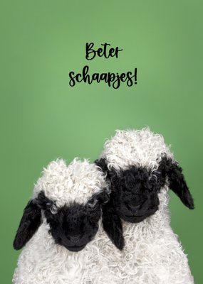 Catchy Images | Beterschapskaart | Schaapjes