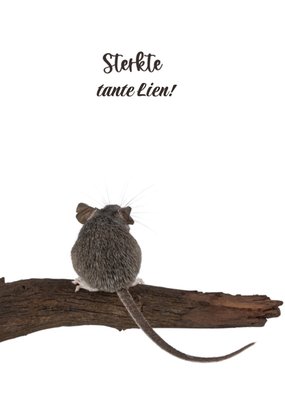 Catchy Images | Sterkte kaart | tante | dieren