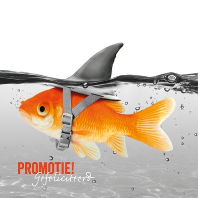 TMS | Nieuwe baan | goudvis | promotie