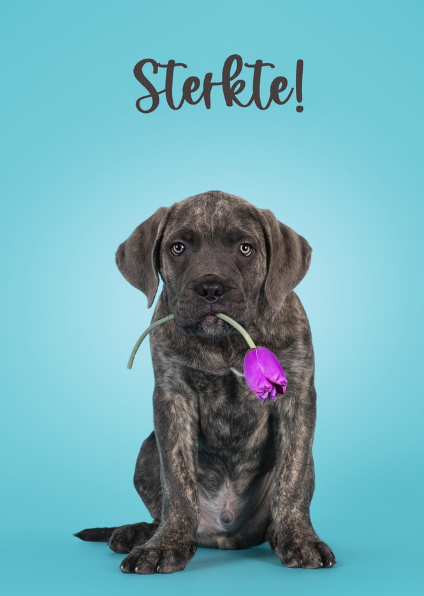 Catchy Images Sterkte kaart hond Standard Card