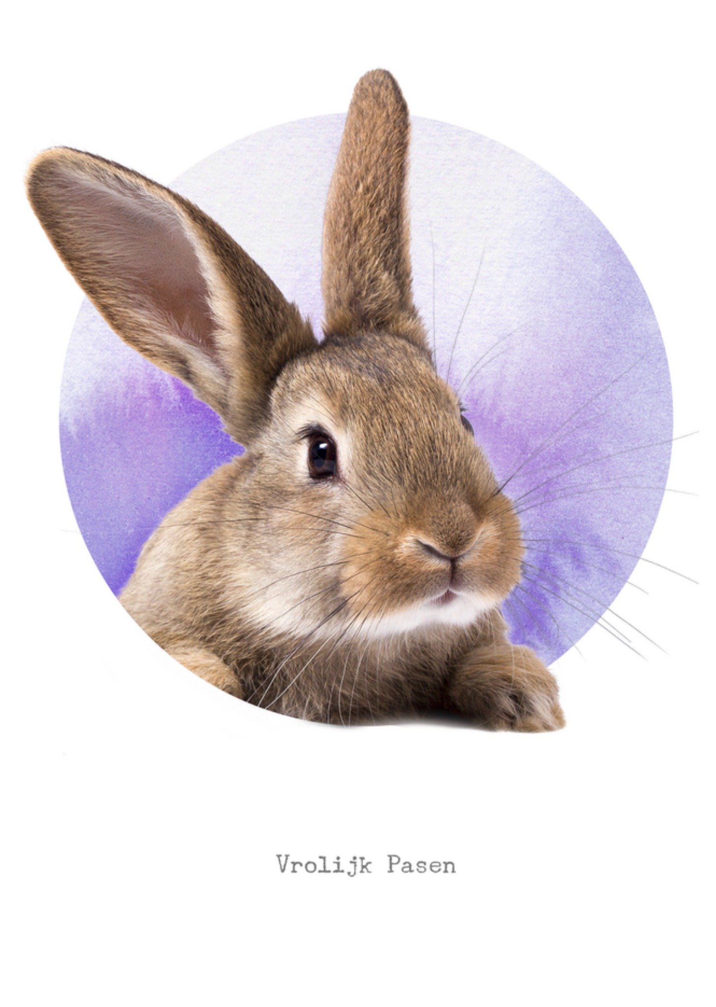 Birght Spot Paaskaart konijn Kaart Bright Spot