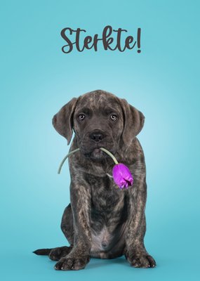 Catchy Images | Sterkte kaart | hond