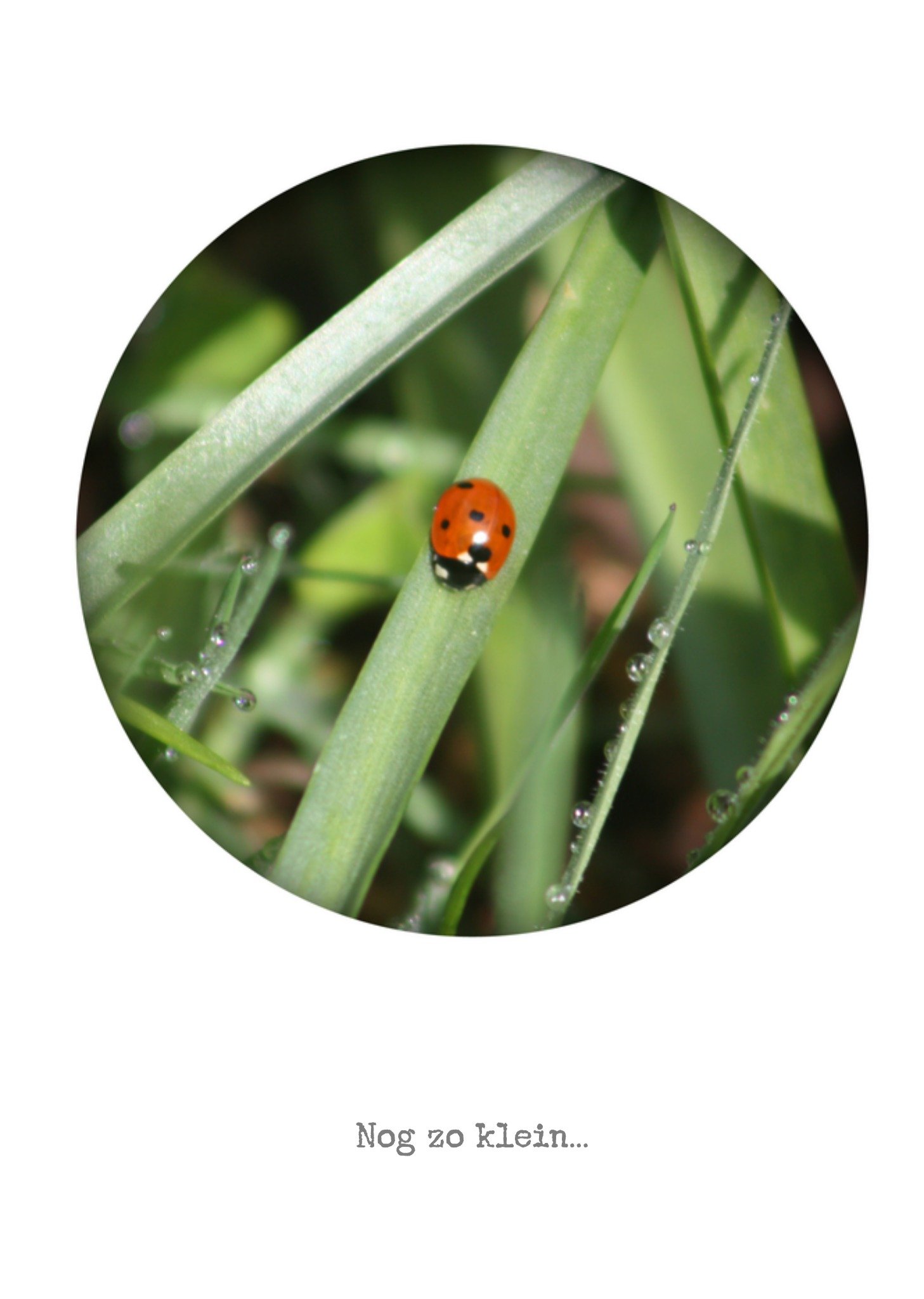 Condoleancekaart Lieveheersbeestje Kaart Bright Spot