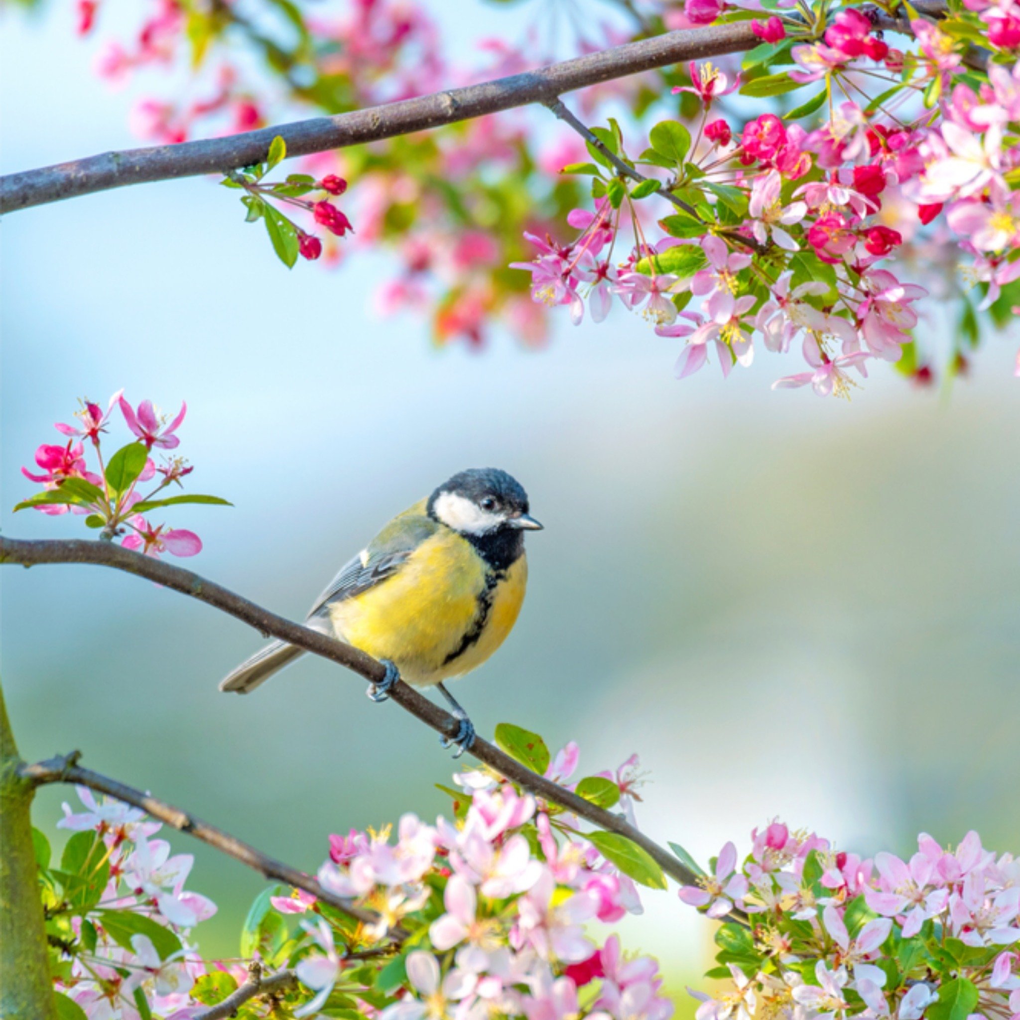 Greetz Verjaardagskaart vogeltje Vierkant