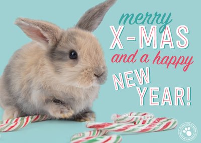 Studio Pets | Kerstkaart | Konijn