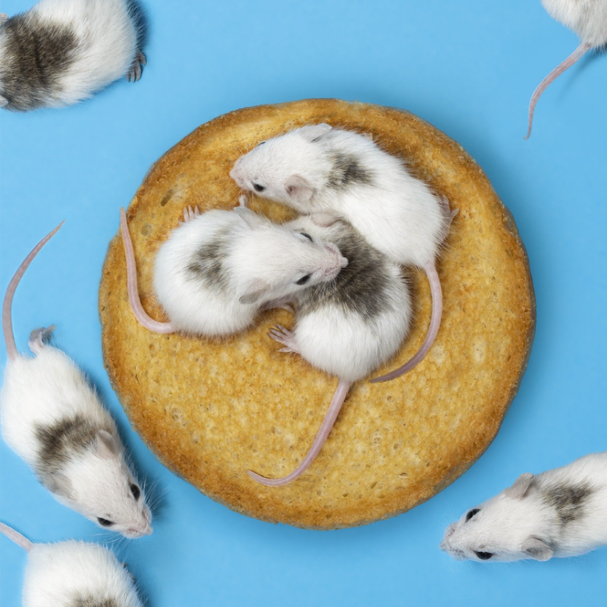 Geboortekaart Knaagdieren Jongen Vierkante Kaart Catchy Images