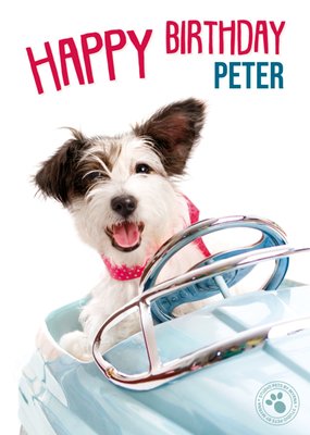 Studio Pets Hond In Auto Verjaardag Kaart