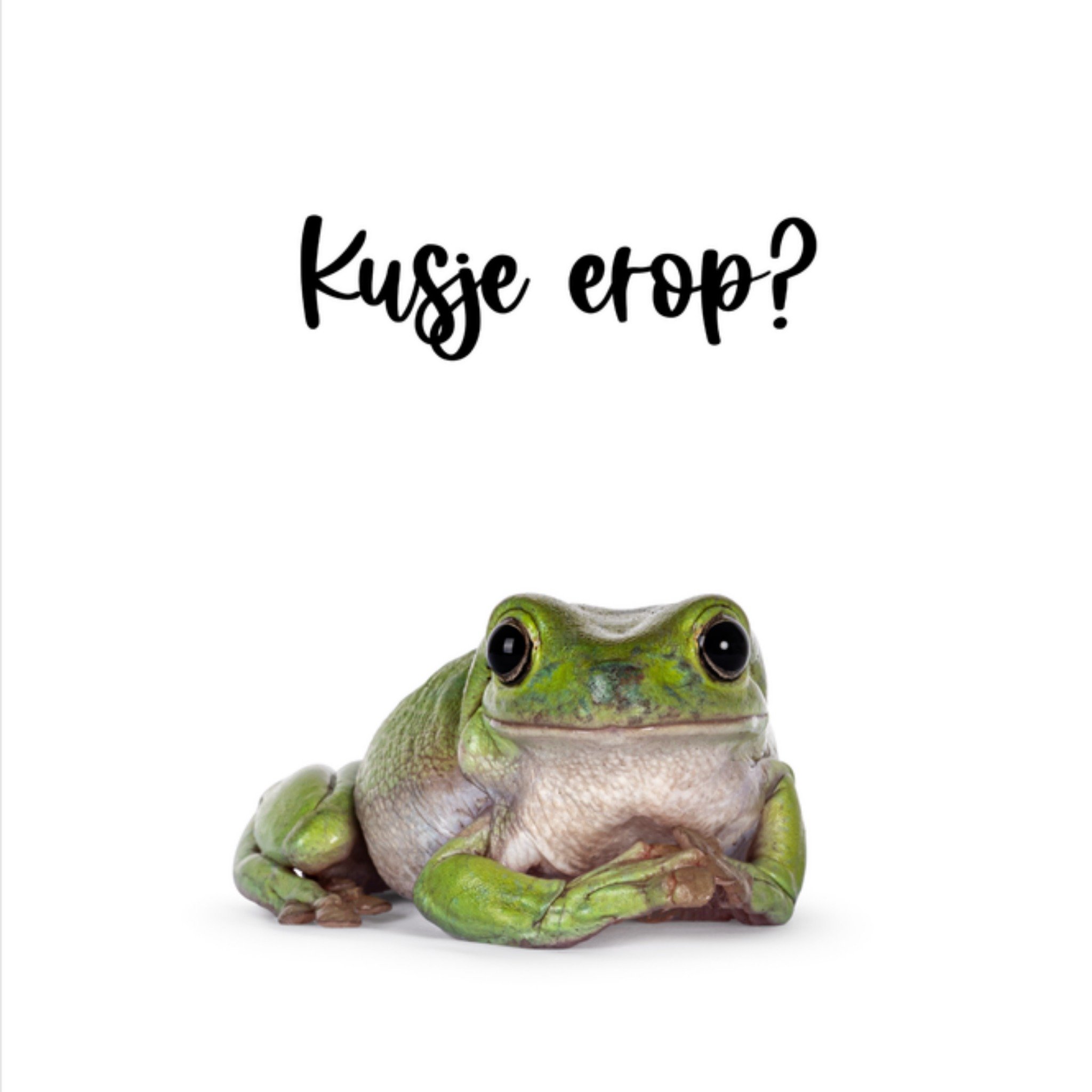 Beterschapskaart Kikker Vierkante Kaart Catchy Images