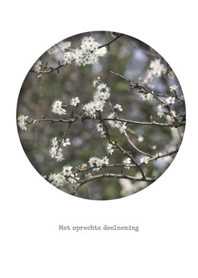 Fotografische Bloesem Condoleance Kaart