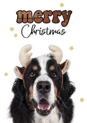 Catchy Images | Kerstkaart | Hond | Merry Christmas