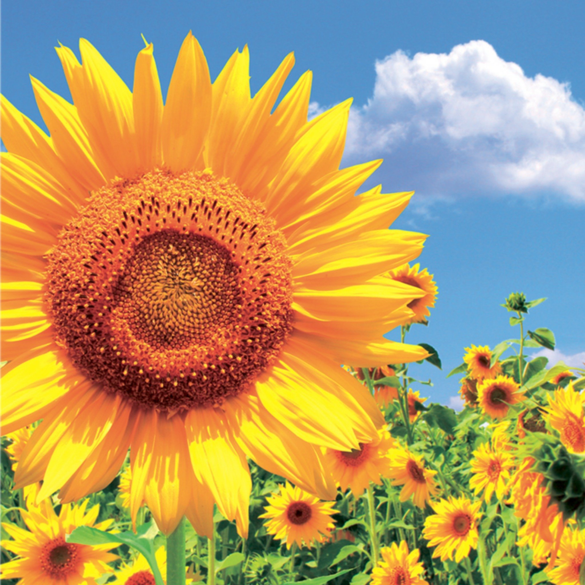 Beterschapskaart Zonnebloem Vierkante Kaart TMS