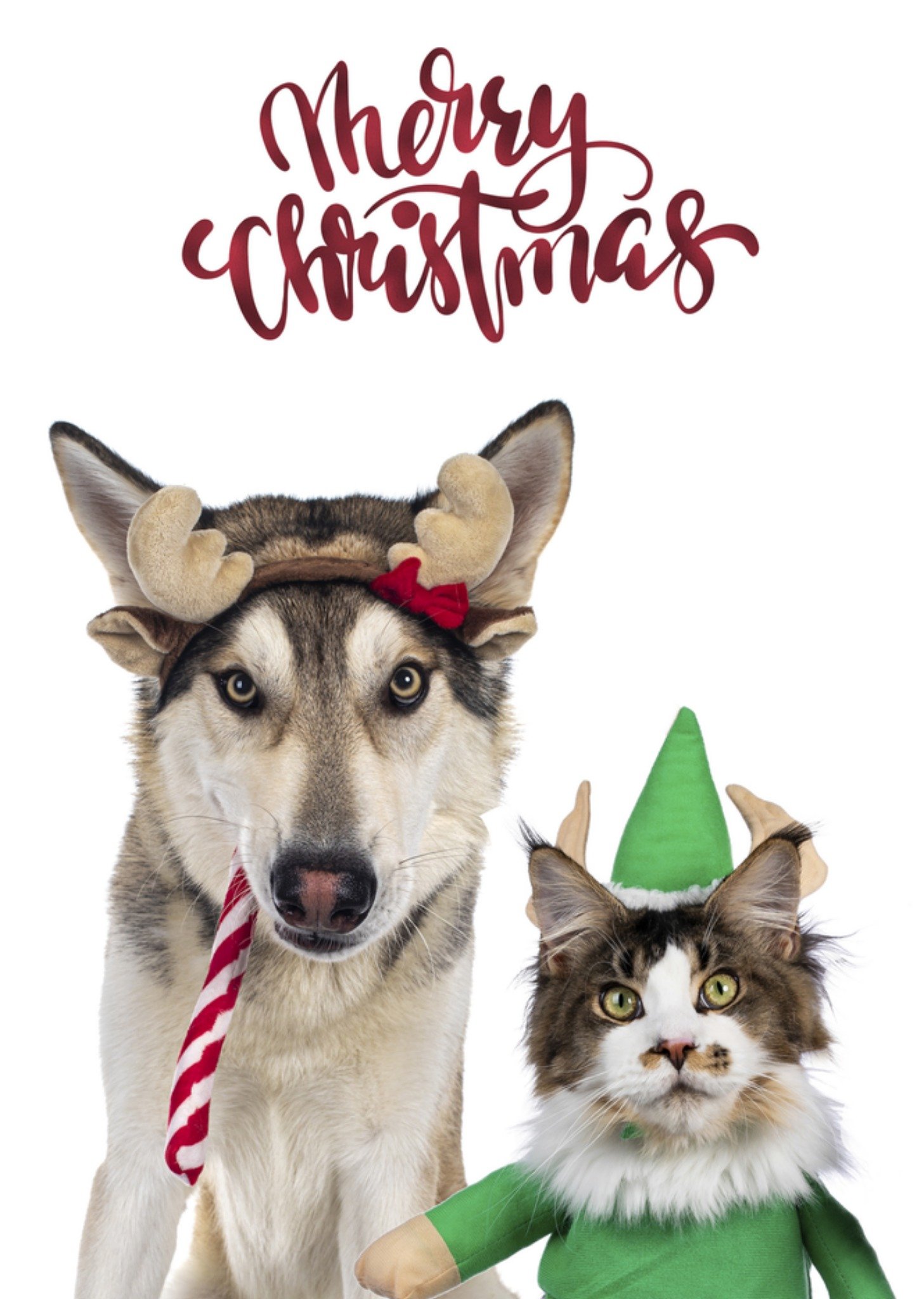 Kerstkaart dieren Catchy Images