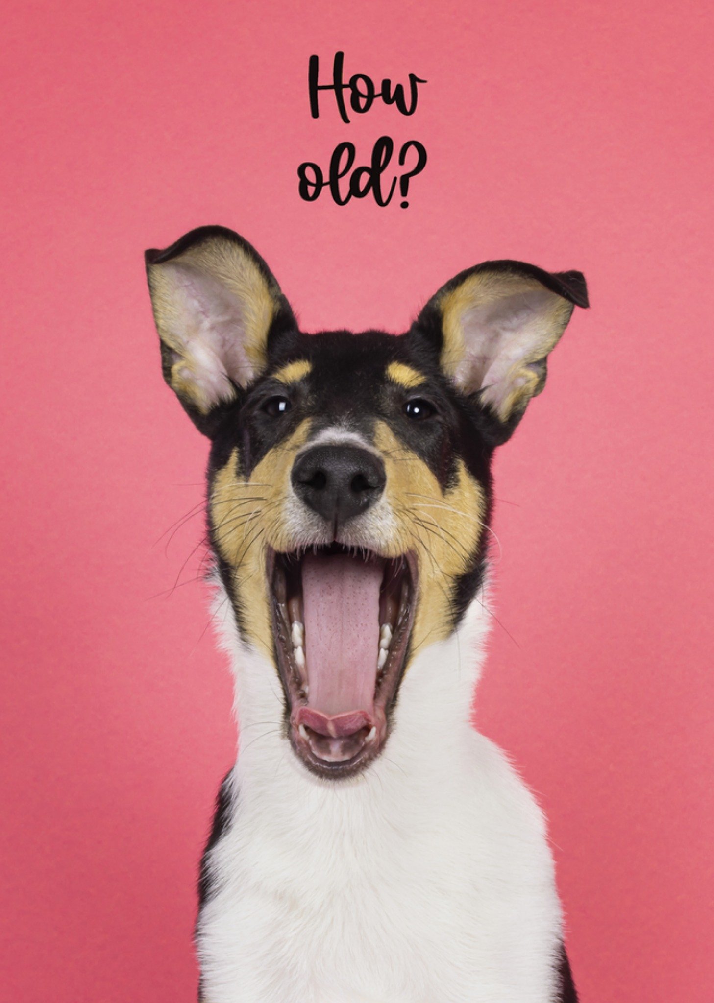 Catchy Images Verjaardagskaart hondje Standard Card