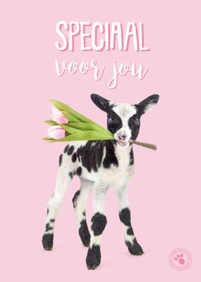 Studio Pets | Felicitatiekaart | Speciaal Voor Jou