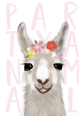 Tsjip | Happy birthday | Lama