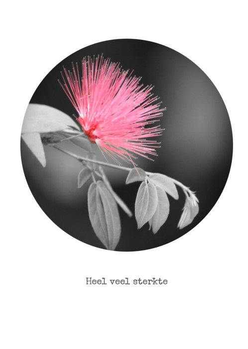 Grijze tak met roze bloem