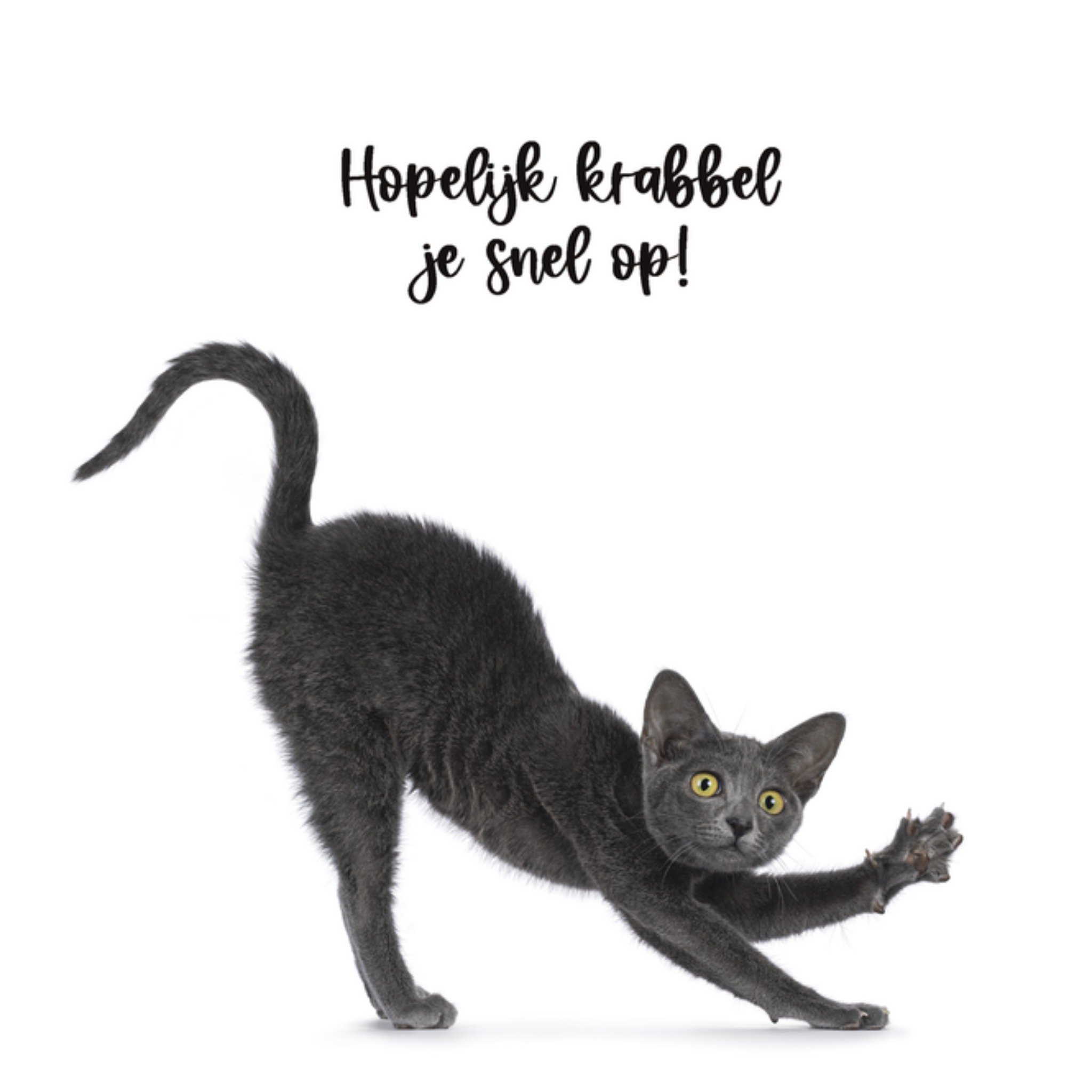 Beterschapskaart Kat Vierkante Kaart Catchy Images