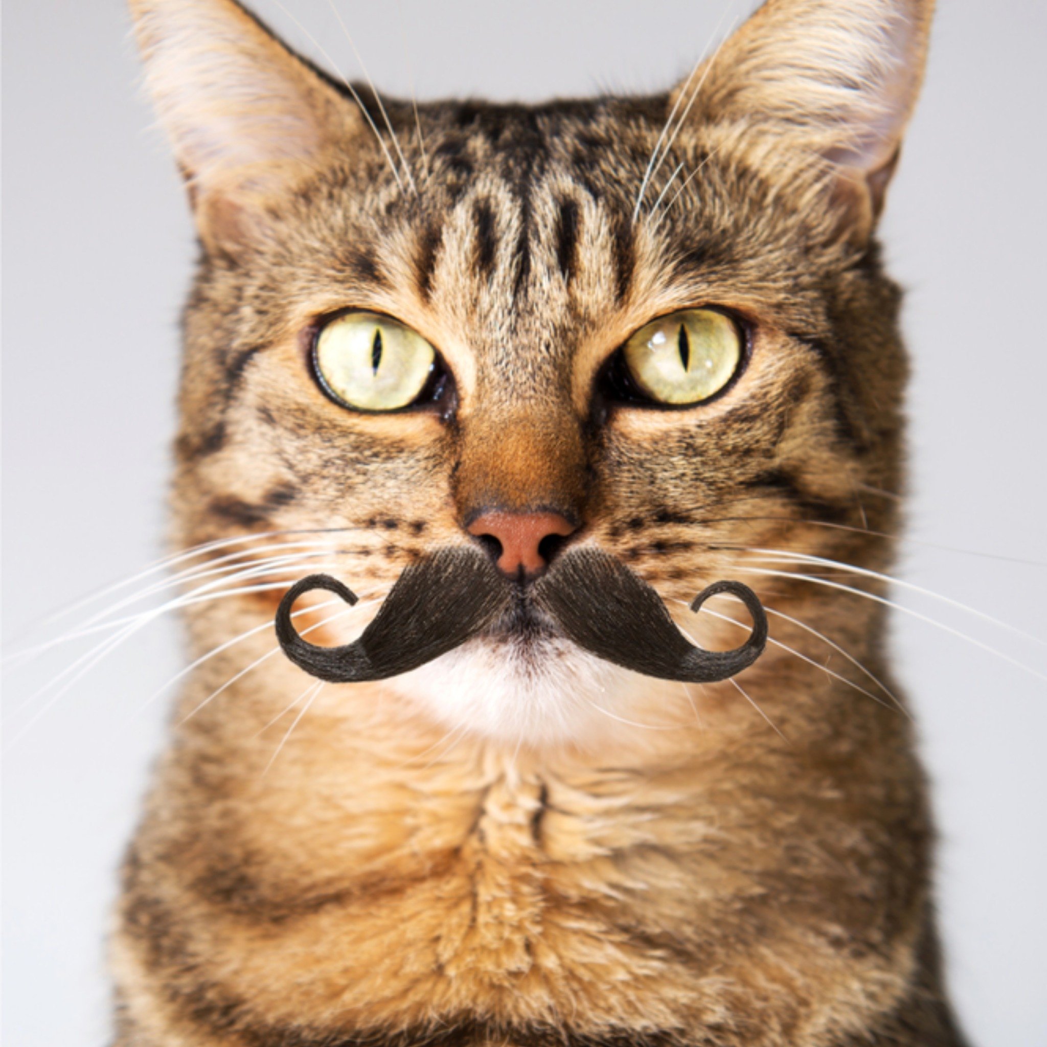 Greetz Verjaardagskaart kat met snor Vierkant