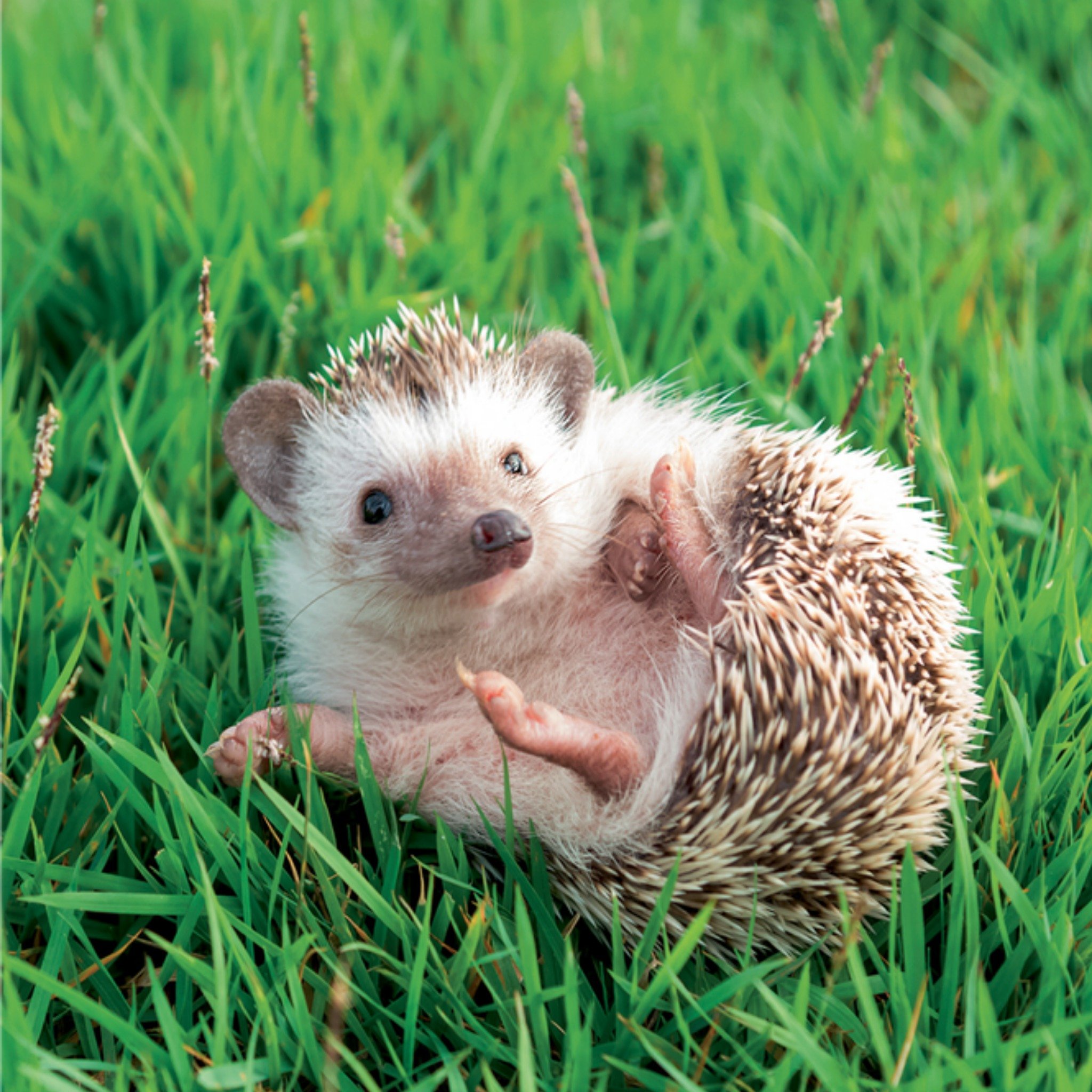 Beterschapskaart Egel Vierkante Kaart TMS
