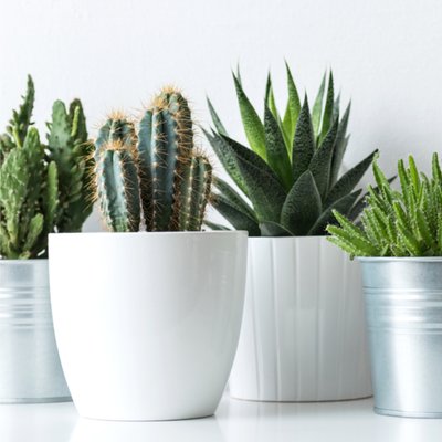 Greetz | Verjaardag | Cactus