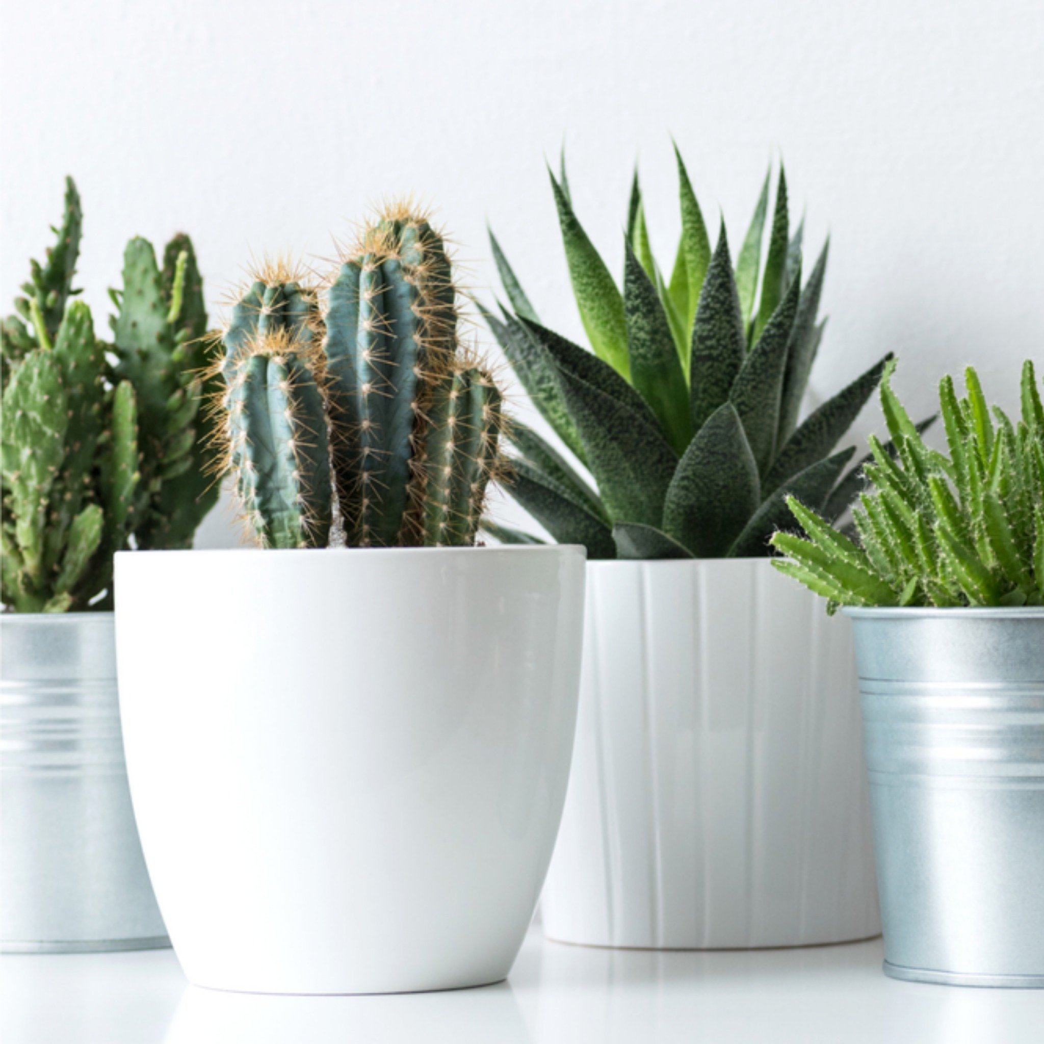 Greetz Verjaardag Cactus Vierkant