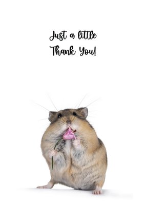 Catchy Images | Bedankkaart | hamster