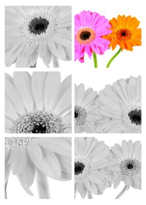 Greetz | Sterkte kaart | foto's | bloemen