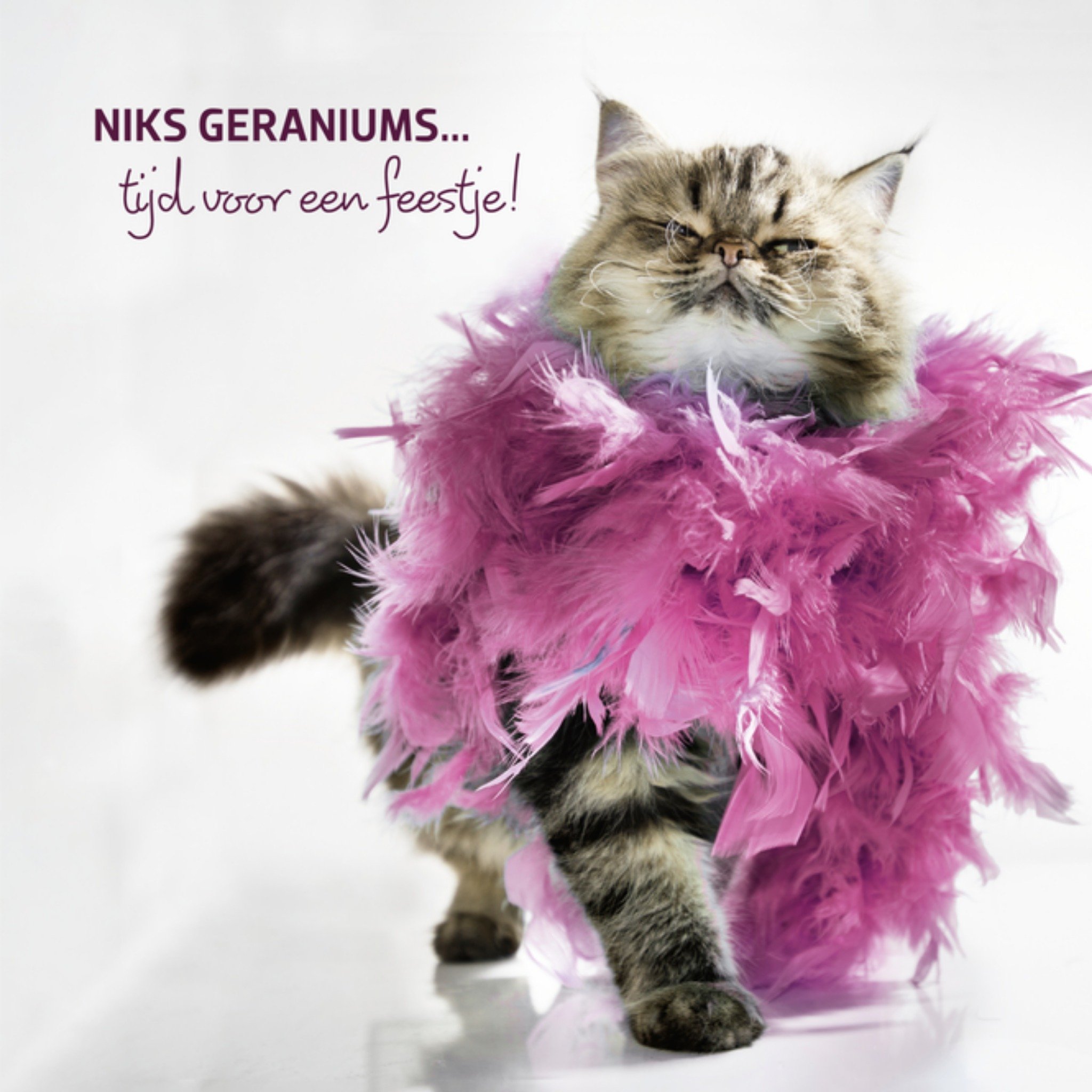 Pensioenkaart Grappige kat Vierkante Kaart TMS