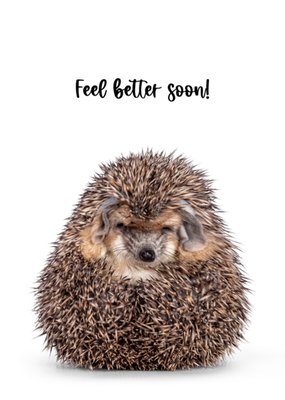 Catchy Images | Beterschapskaart | Egel