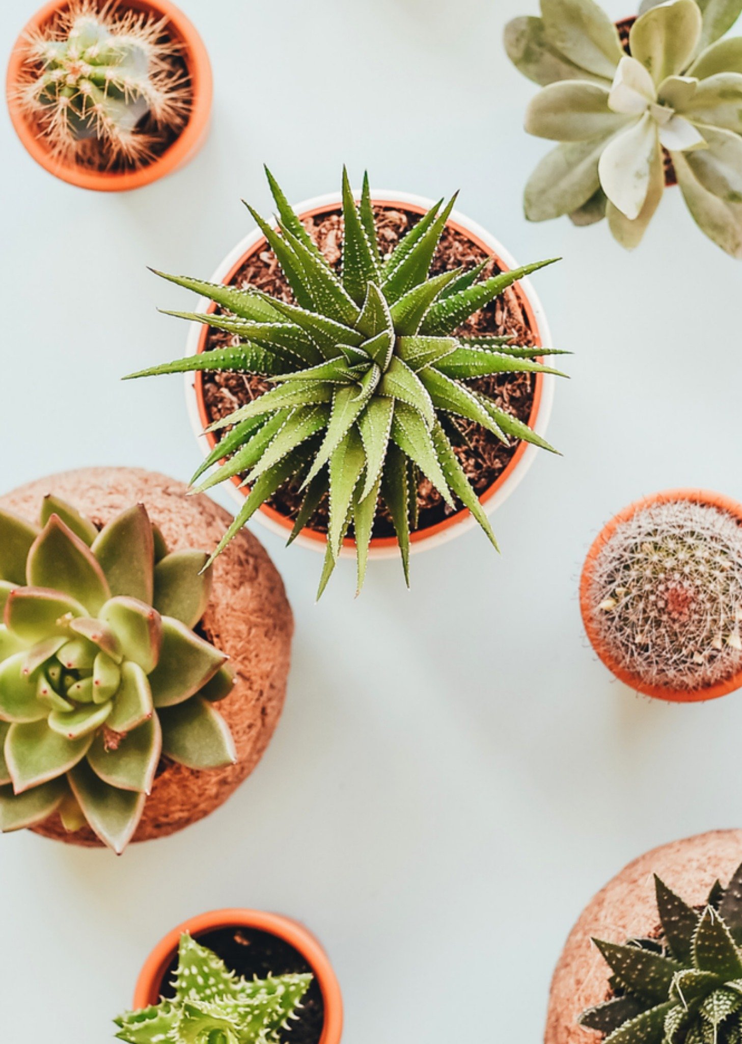 Zomaar cactus Kaart Greetz