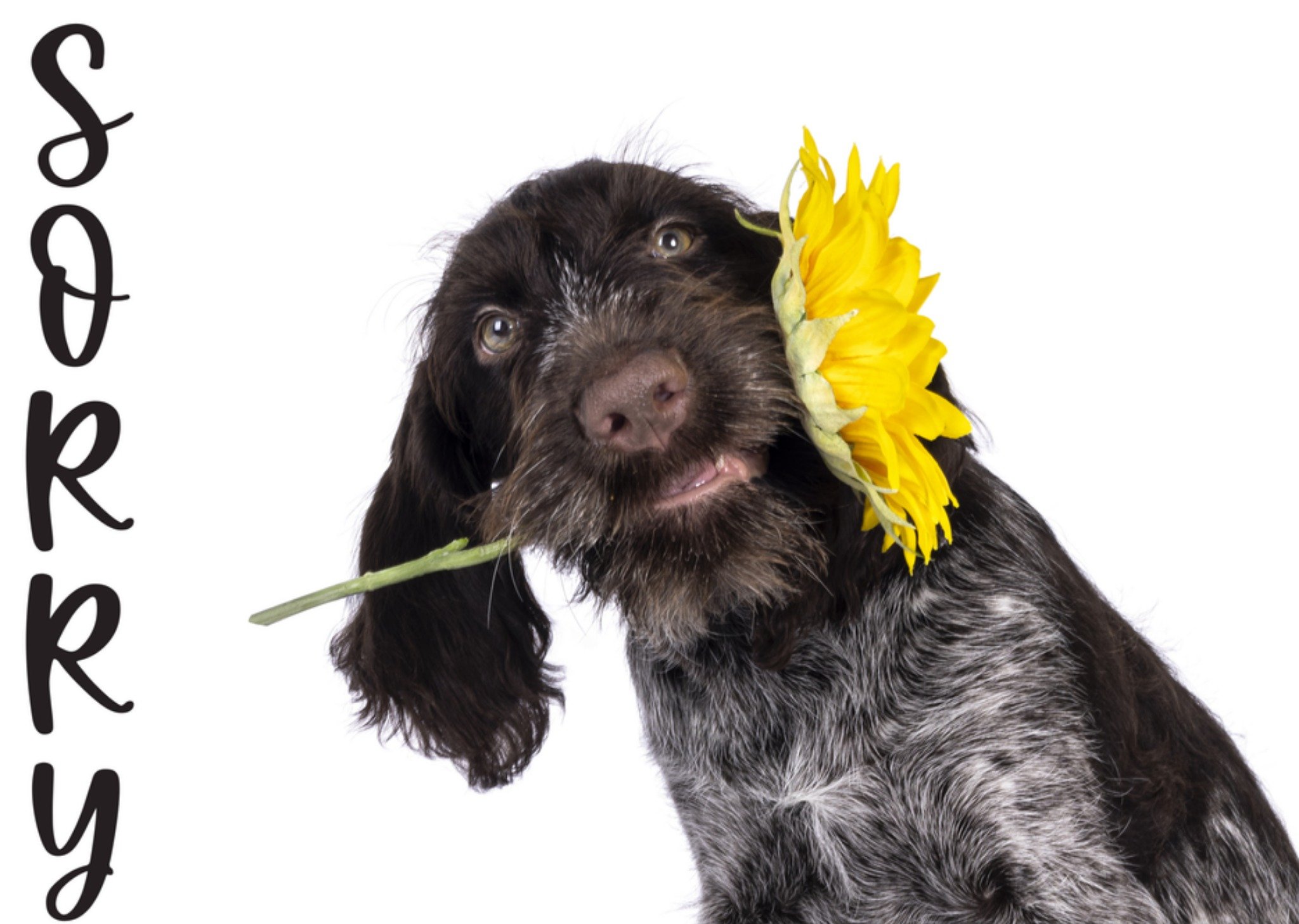 Sorry kaart bloemen dieren Catchy Images