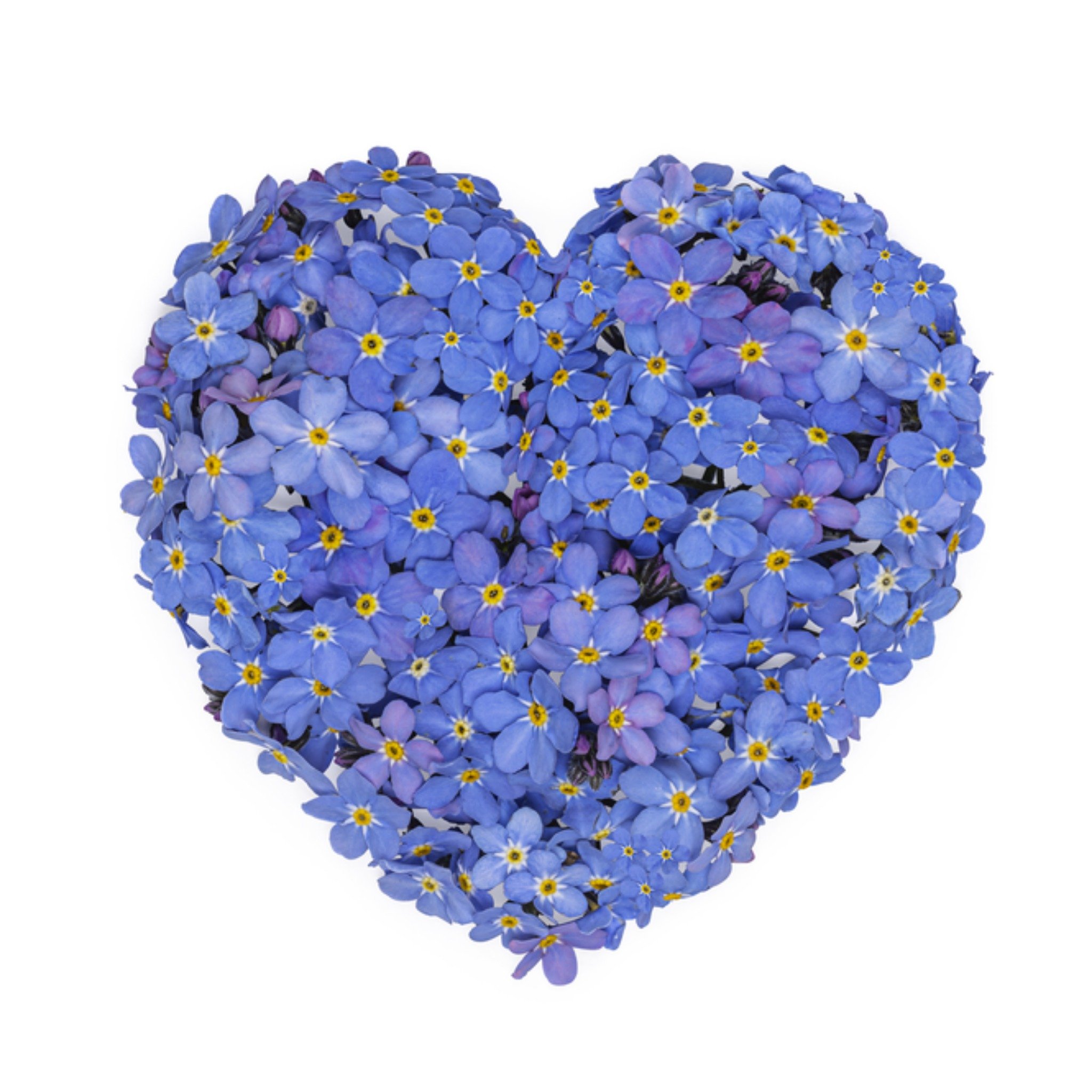 Zomaar kaart Vergeet mij nietjes Vierkante Kaart Catchy Images