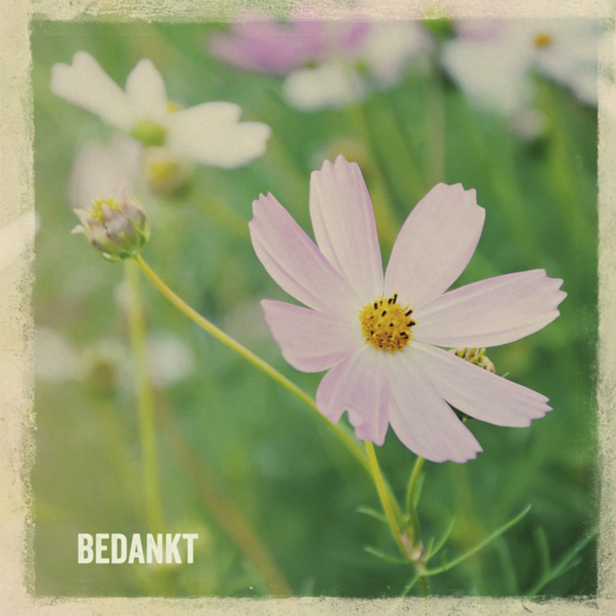 Greetz Bedanktkaart bloemetje Vierkant