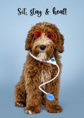 Catchy Images | Beterschapskaart | Grappige hond