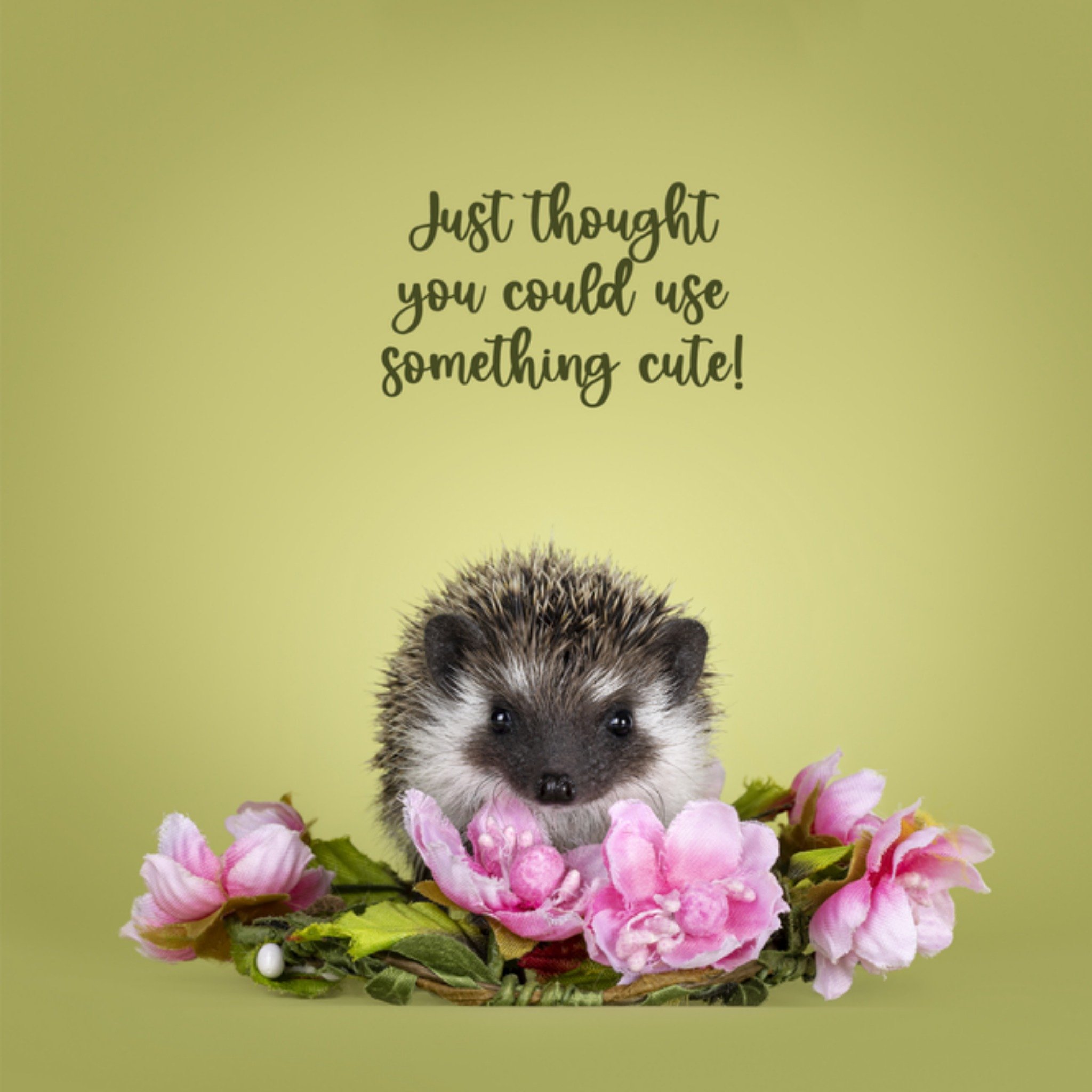 Denken aan kaart egeltje Vierkante Kaart Catchy Images