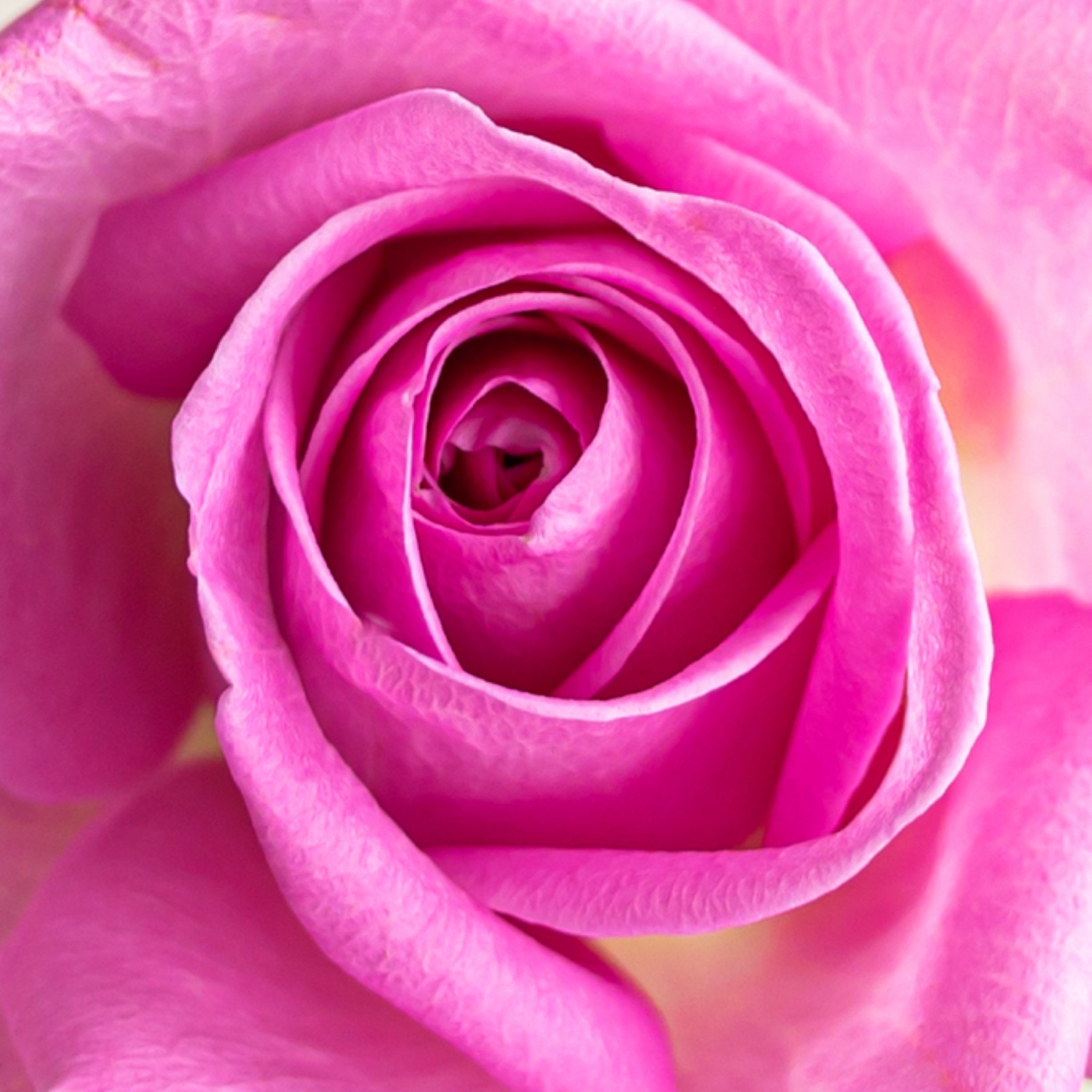 Greetz Valentijnskaart roos roze Vierkant