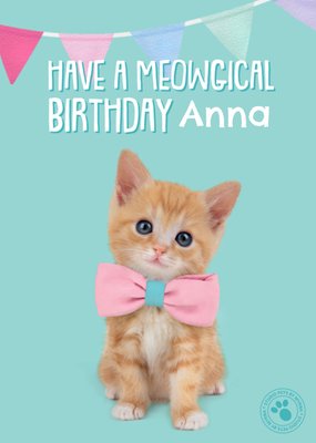 Studio Pets | Meowgical Birthday | Kitten