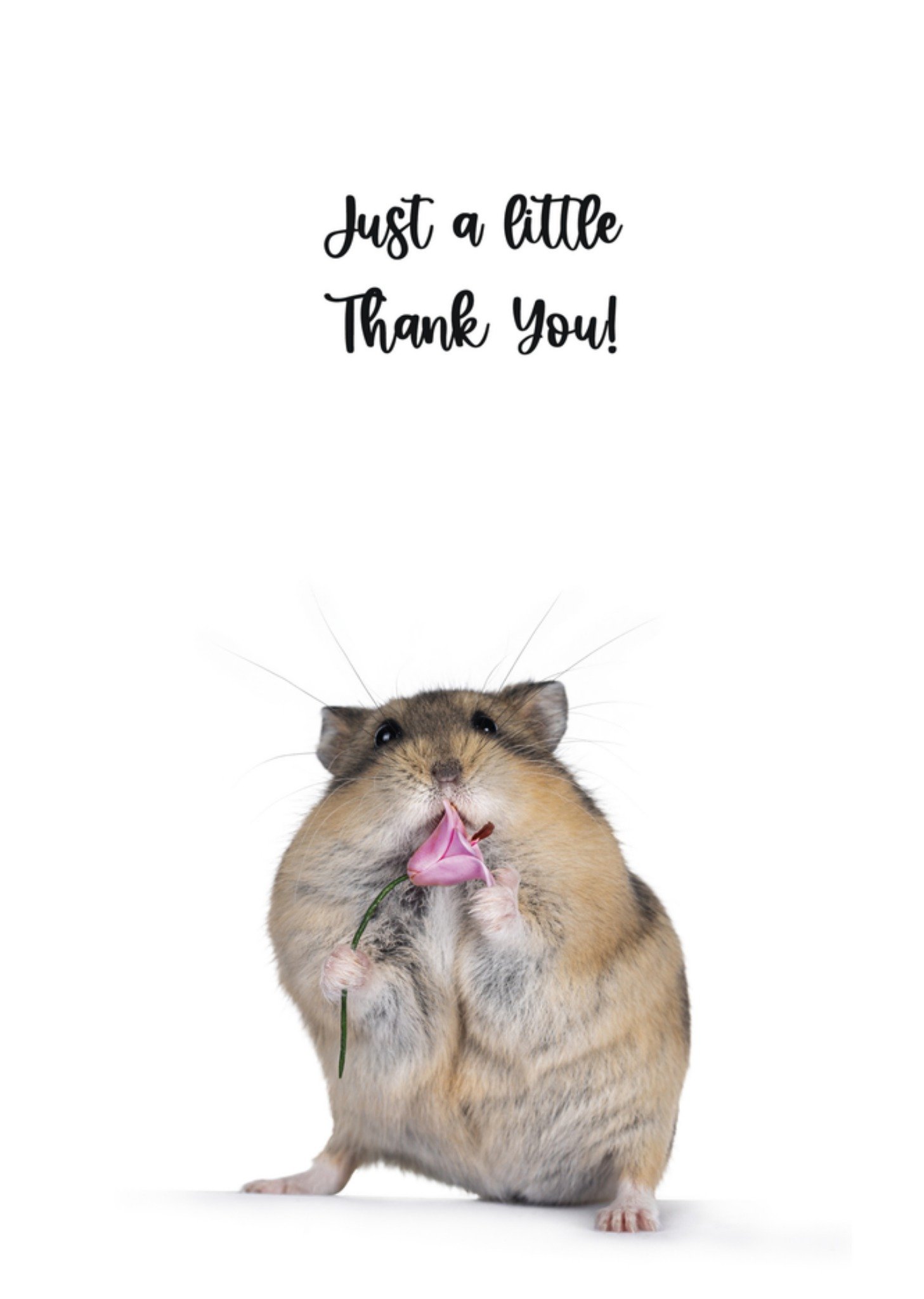 Bedankkaart hamster Catchy Images