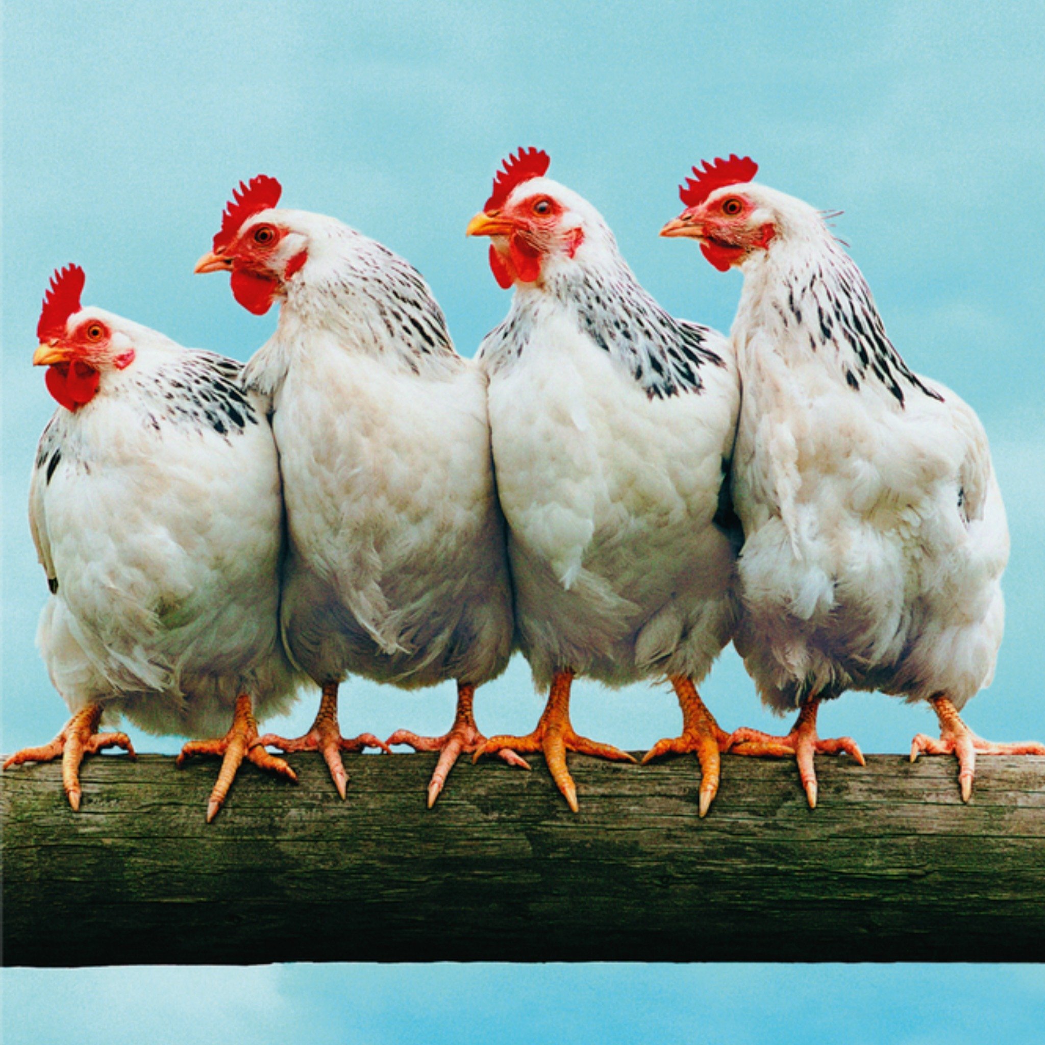 Zomaar kaart Kippen Vierkante Kaart TMS