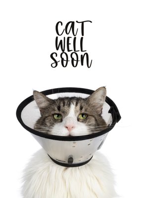 Catchy Images | Beterschapkaart | kat