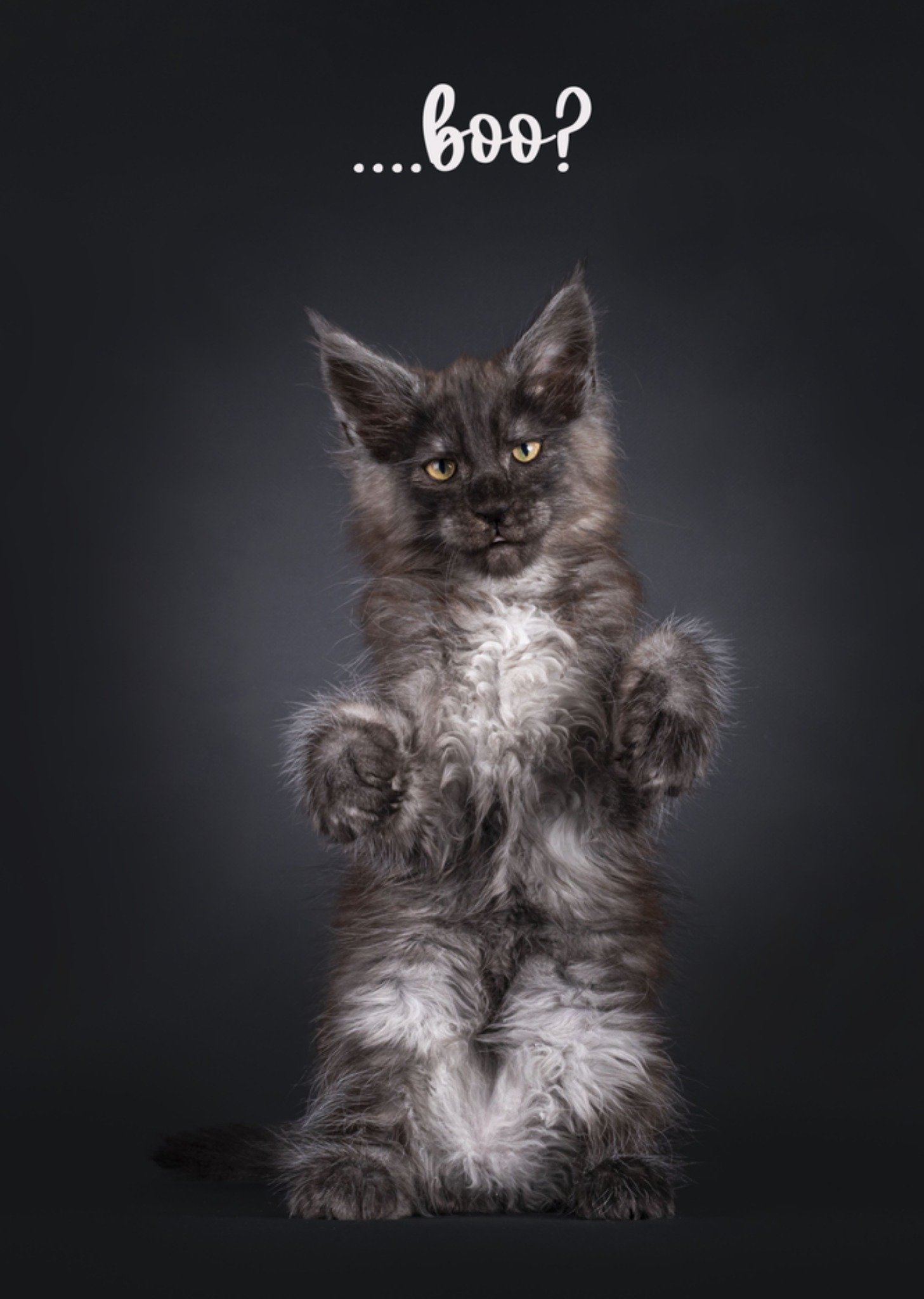 Halloween kaart Kat Boo? Catchy Images
